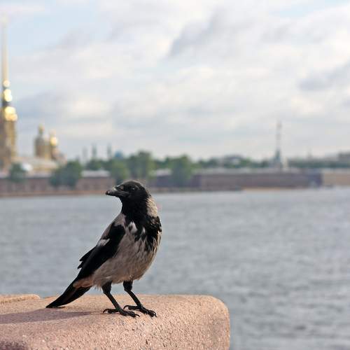 Photo #11346522