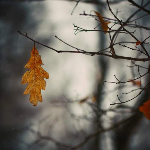 Photo #11347074