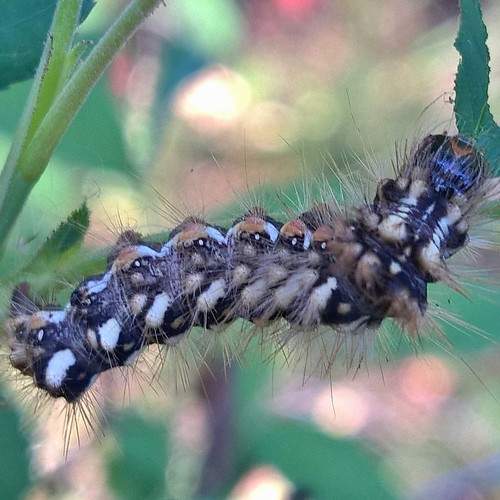 Photo #11347304