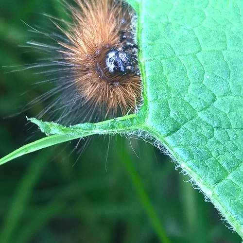 Photo #11347306