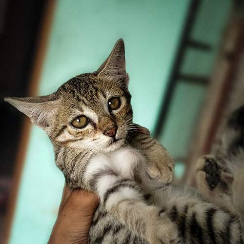 Photo #11347359