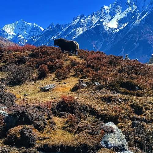Yak in the Himalays