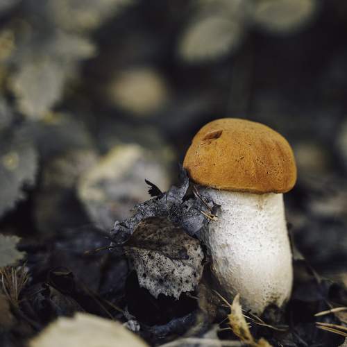 Photo #11348262