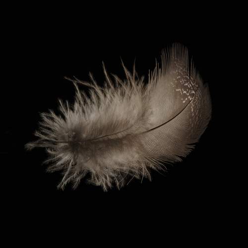 Photo #11348667