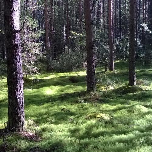 Лес северной полосы России