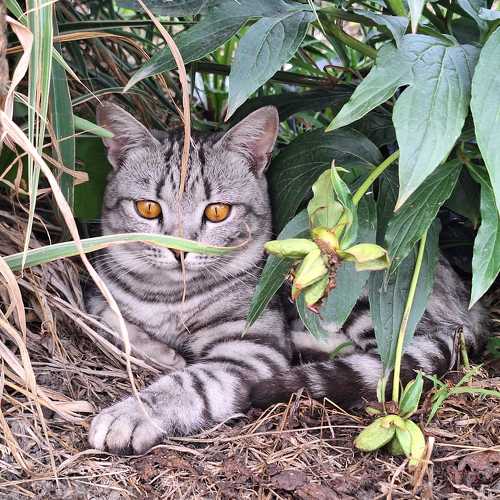 Photo #11350278