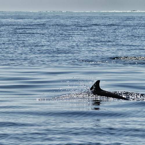 Photo #11350289