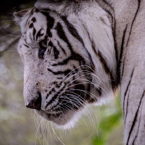 •the white tiger•