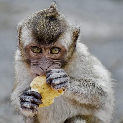 •The little monkey•