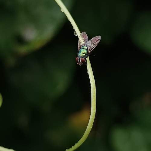 Photo #11350655