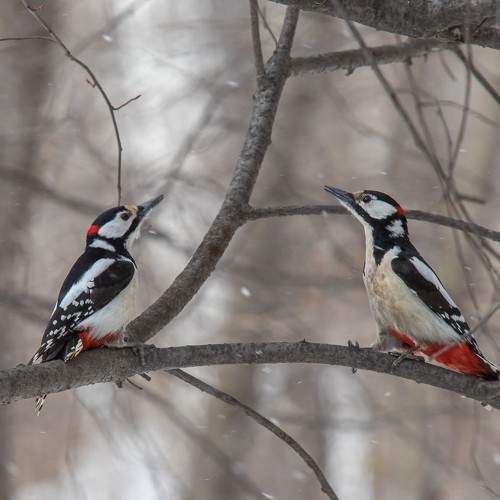 Photo #11350721