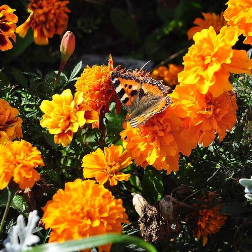 Photo #11351101