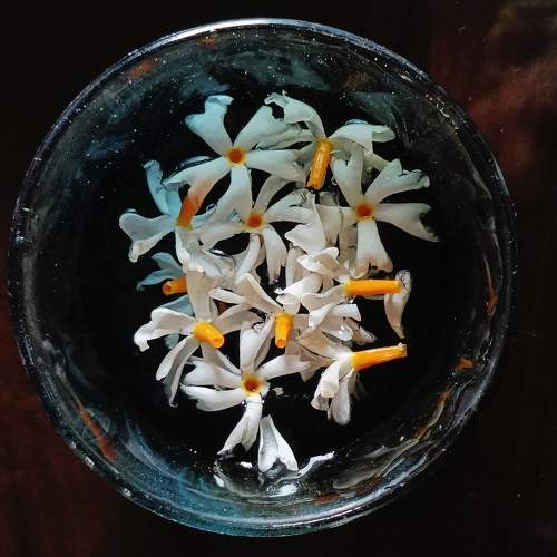 Night-blooming jasmine