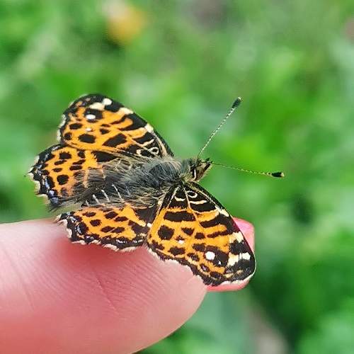 Photo #11355115