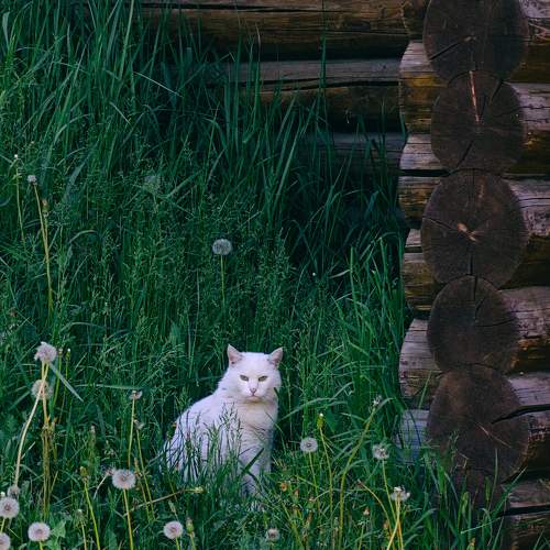 Кот учёный