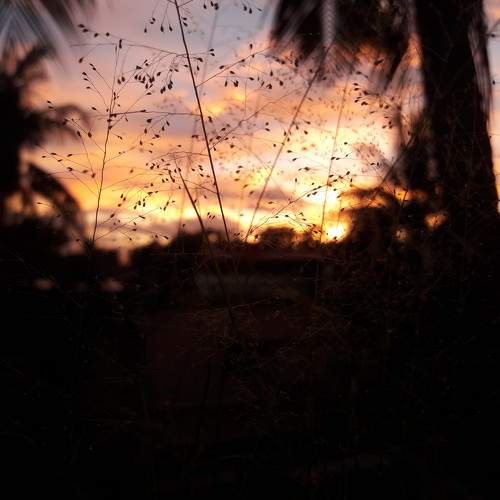 Asthetic grass
