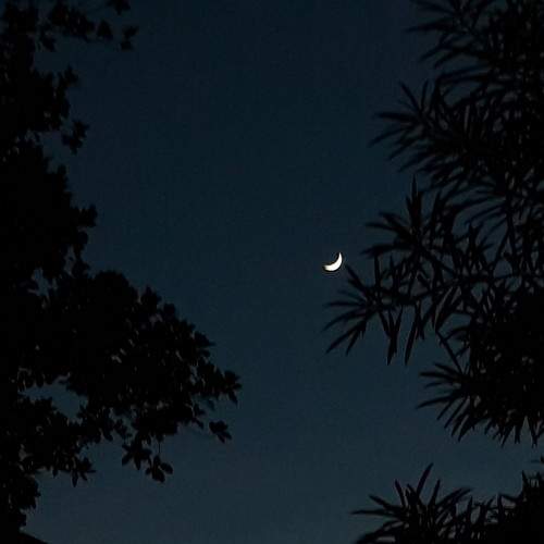 The moon as the flower