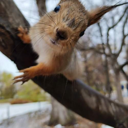 Photo #11357041
