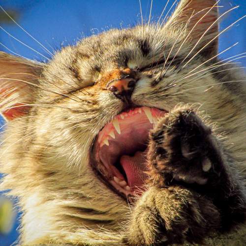 Photo #11358344