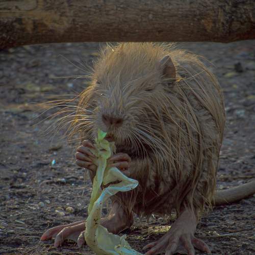 Photo #11358406