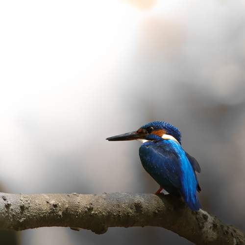 Common kingfisher