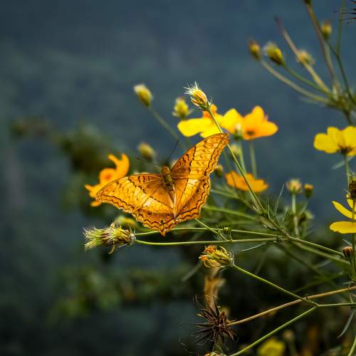 MACRO WORLD