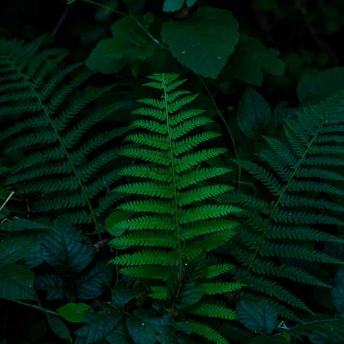 Photo #11363900
