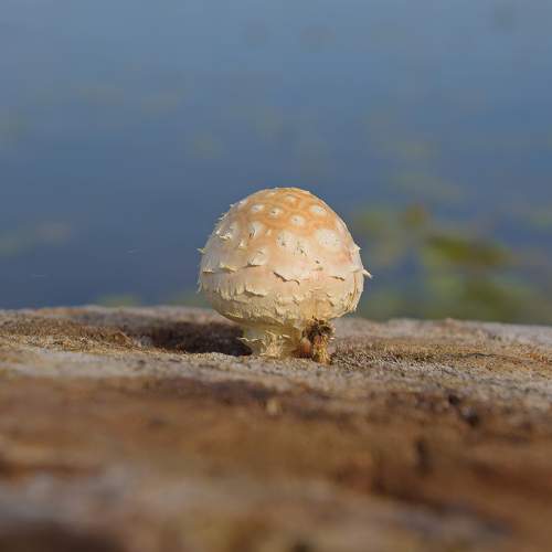 Photo #11363928