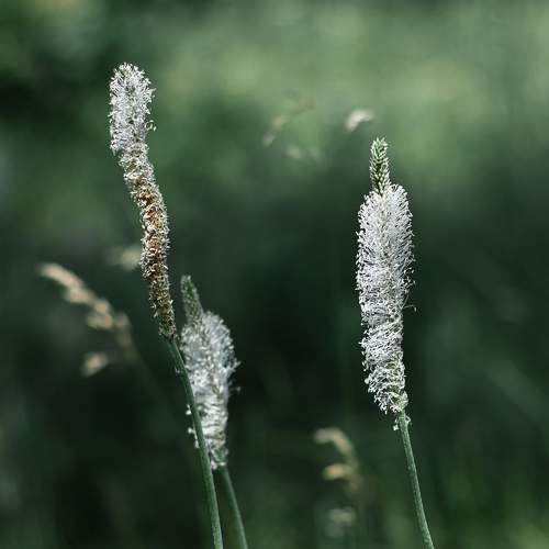 Зеленый фон