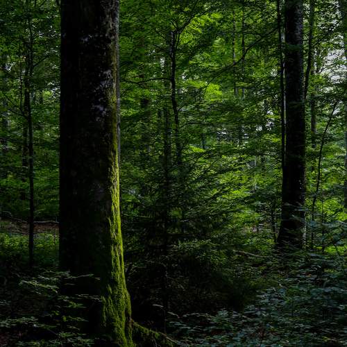 Photo #11365428