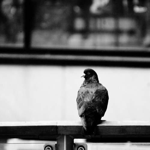 Photo #11365883