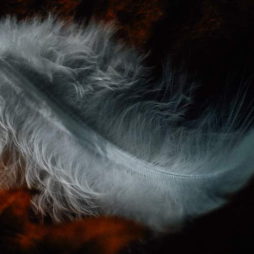 Photo #11366161