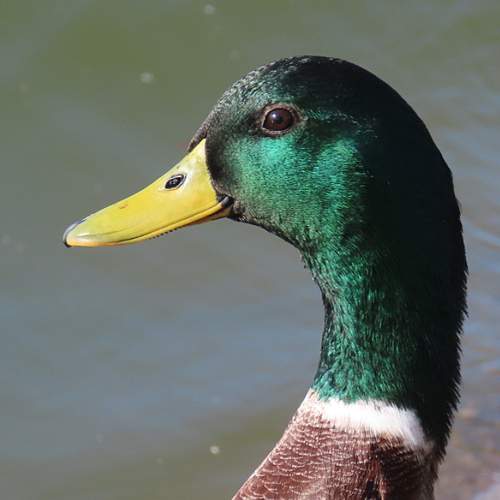 Photo #11366519