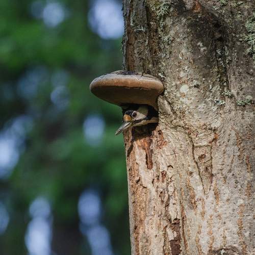 Photo #11367514