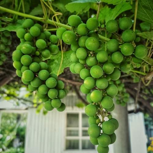 Photo #11367836