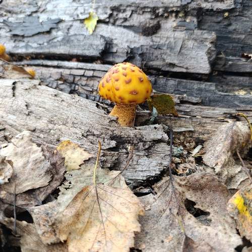 Photo #11369033
