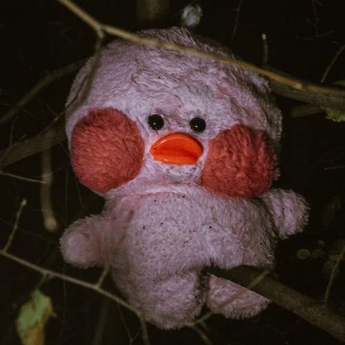 Photo #11369640