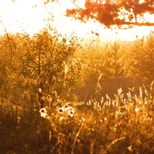 Photo #11369912