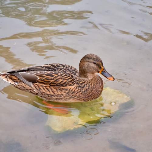 Photo #11370027