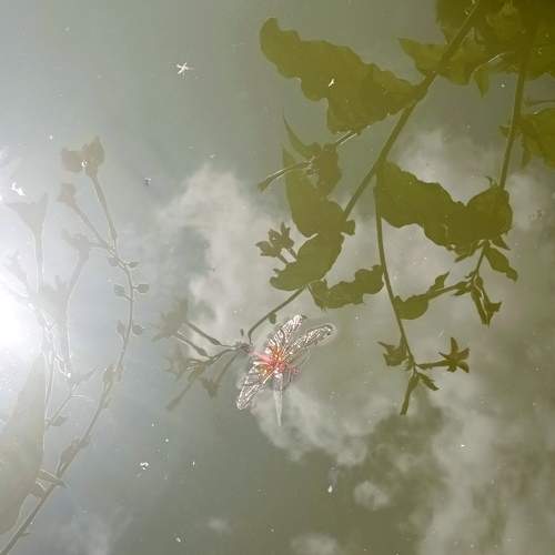 Photo #11370944