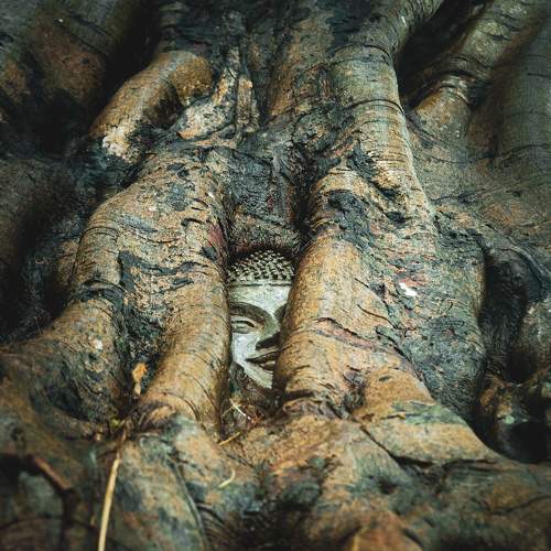 Photo #11370986