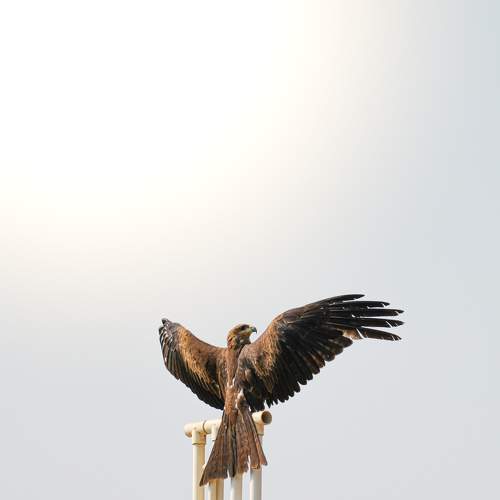 Photo #11370998