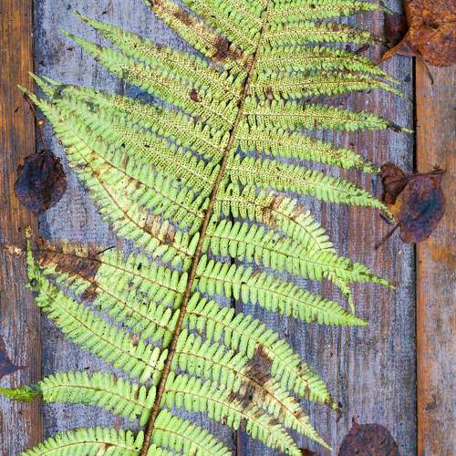 Photo #11372217