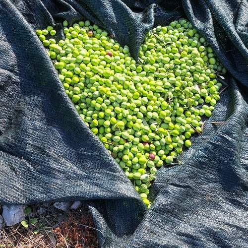 Photo #11372998