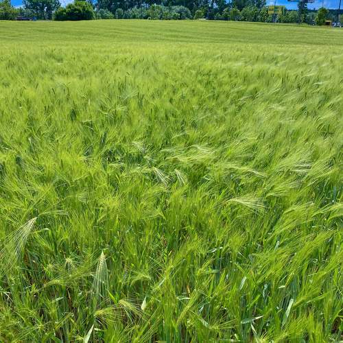 Photo #11374731