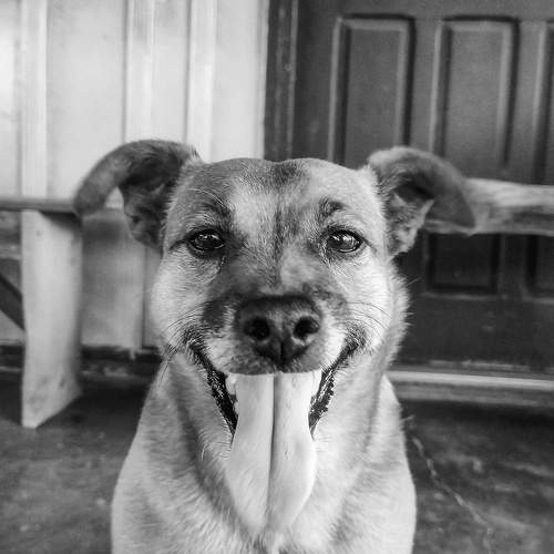 Pitty
