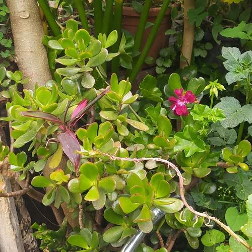 Photo #11375515
