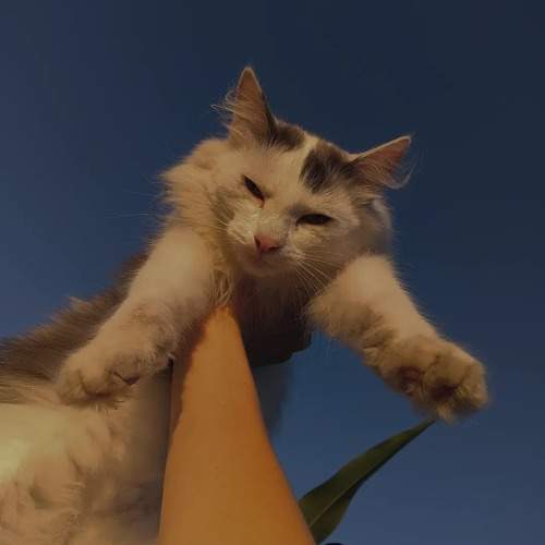 Photo #11375902