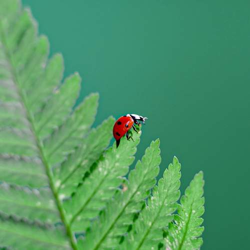 Photo #11376981