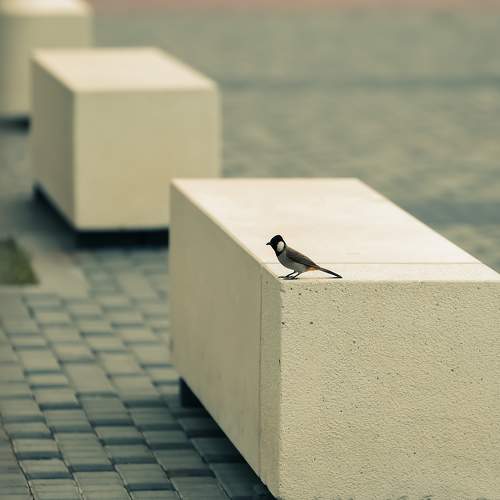 Photo #11377639
